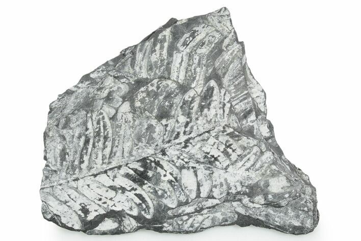 Fossil Seed Fern (Alethopteris) Plate - Pennsylvania #347709